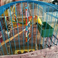 یک جفت‌ طوطی برزیلی‌