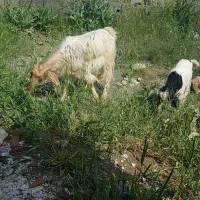 بز جوان|حیوانات مزرعه|آشخانه, |دیوار