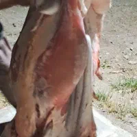 گوسفند فروشی|حیوانات مزرعه|کوهسار (البرز), |دیوار