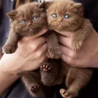 دو عدد گربه قهوه ای