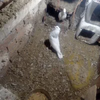 فروش کبوترسفید نسل دار