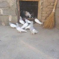 با سلام داداش کفترها همه تضمینی هستن