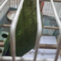 کوتوله برزیلی صورت هلویی|پرنده|فردوسیه, |دیوار