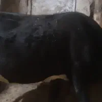 گاو گوساله|حیوانات مزرعه|حسین آباد, |دیوار