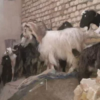 تعدادی بز بزغاله دار جوان|حیوانات مزرعه|رامند, |دیوار