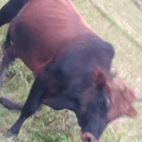 ورزا دورگ بی دوش یساله با گوساله ماده ۴ماهه