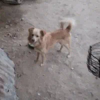 سگ پامر اشپیتز|سگ|کرمانشاه, |دیوار