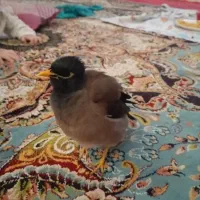 یه عدد مینا سخنگو جوان دستی
