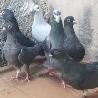 ده تا نوک موشی|پرنده|خورموج, |دیوار