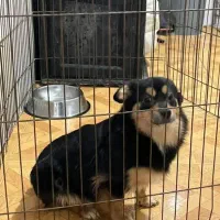 توله ی اشپیتز پیکینیز