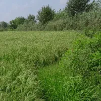 برنج هاشمی استانه اشرفیه|خوردنی و آشامیدنی|قم, پاسدار|دیوار