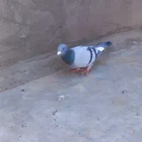 کبوتر‌پلا‌کی‌وتهرانی