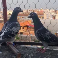 مسافتی نژاد دار