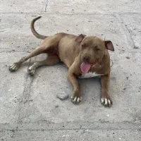 سگ گمشده (مژدگانی به یابنده )