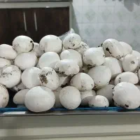 قارچ درجه یک و تو پر تکی و عمده|خوردنی و آشامیدنی|ساری, |دیوار