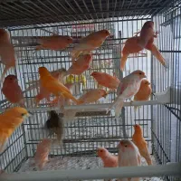 ۲۵۰ عدد قناری رسمی بلندو سرخ وسوپری و جیبر