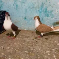 کبوتر دوبالی و سینه ای