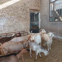 بزسانن اصلی|حیوانات مزرعه|جلگه رخ, |دیوار