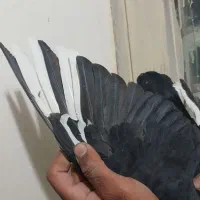 دوتا کفتر ی زاغ دم سفید ی پلنگ|پرنده|کرمان, |دیوار