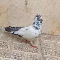 کفتر کله دم سبز|پرنده|تهران, مشیریه|دیوار