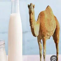 دوغ شتر باطعمی بینطیر وخاصیت های بسیار