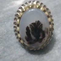 شجرقائنات‌زیبا