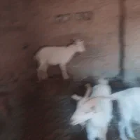 بزسانن شیرمو|حیوانات مزرعه|بیرجند, |دیوار