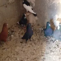 نر سوراخ ترپیده پرنده فروشی بردیا