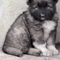 سگ قفقازی سگ ماستیف قفقازی غول پیکر|سگ|کرج, باغ سیب|دیوار