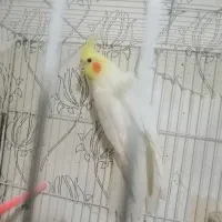 عروس هلندی ماده لوتینو ونر سیاموند|پرنده|مشهد, امیرآباد|دیوار