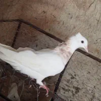 کفتر طوقی