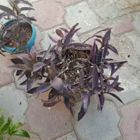 برگ بیدی بنفش|گل و گیاه طبیعی|مشهد, سرافرازان|دیوار