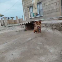 سگ پاکوتاه ماده|سگ|گنبد کاووس, |دیوار