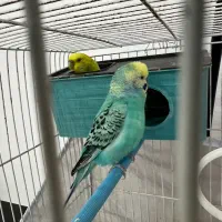 مرغ عشق|پرنده|رشت, ولکس|دیوار