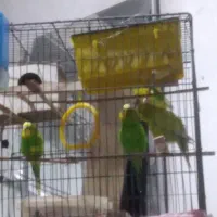 مرغ عشق|پرنده|قیامدشت - خاورشهر, |دیوار