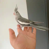 عروس هلندی دون خور فول دستی|پرنده|گنبد کاووس, |دیوار