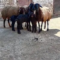 میش بره|حیوانات مزرعه|شراء, |دیوار