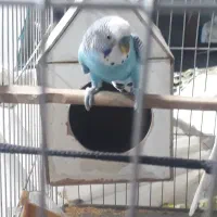 مرغ عشق|پرنده|فردوسیه, |دیوار