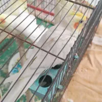 عروس|پرنده|اسلامشهر, شهرک سعیدیه|دیوار