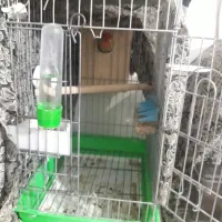 جفت مولد طوطی|پرنده|لاهیجان, بازکیاگوراب|دیوار