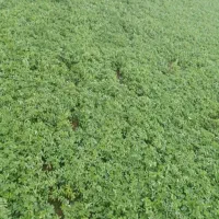 یونجه وشبدر