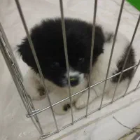 توله سگ دوماه شیتزومینیاتوری