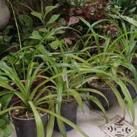 گل و گیاه آپارتمانی|گل و گیاه طبیعی|کازرون, |دیوار