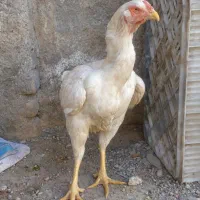 مرغ لاری