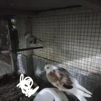 چند عدد کبوتر سرحال