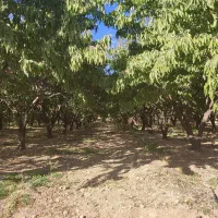 فروش پنج جریبی طرح عمان