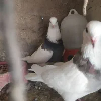 نرو ماده بهبهانی|پرنده|شیراز, عادل آباد|دیوار