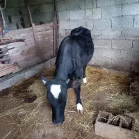 گوساله سیمینتال نر