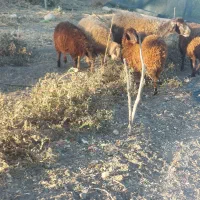 فروش ۹ عدد بره|حیوانات مزرعه|جوین, |دیوار