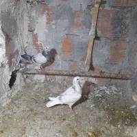 فروشی|پرنده|آشخانه, |دیوار